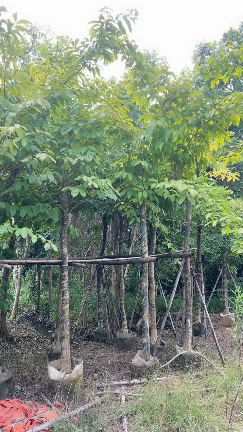 大叶紫薇5～15公分基地直销规格齐全质量保证