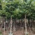 大叶紫薇5～15公分基地直销规格齐全质量保证