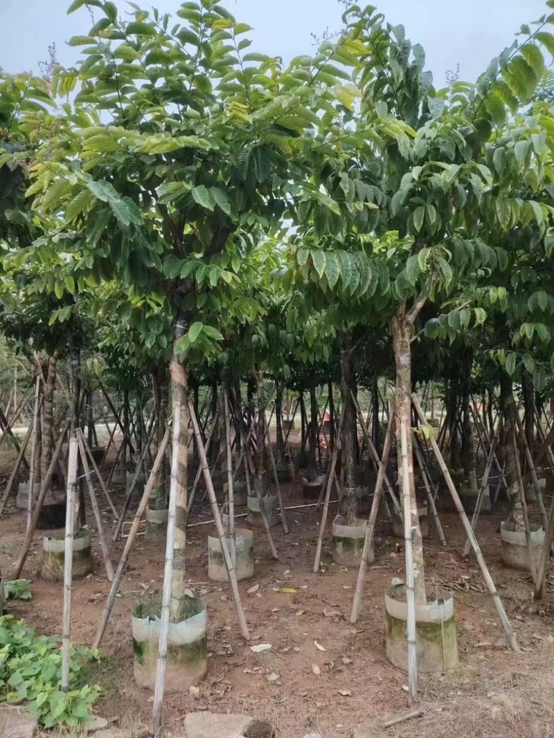 大叶紫薇5～15公分基地直销规格齐全质量保证