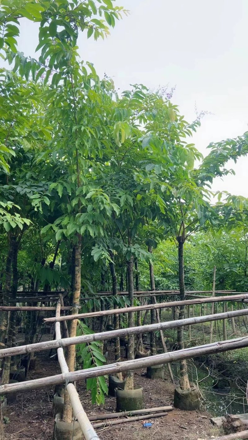 大叶紫薇5～15公分基地直销规格齐全质量保证