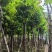 大叶紫薇5～15公分基地直销规格齐全质量保证