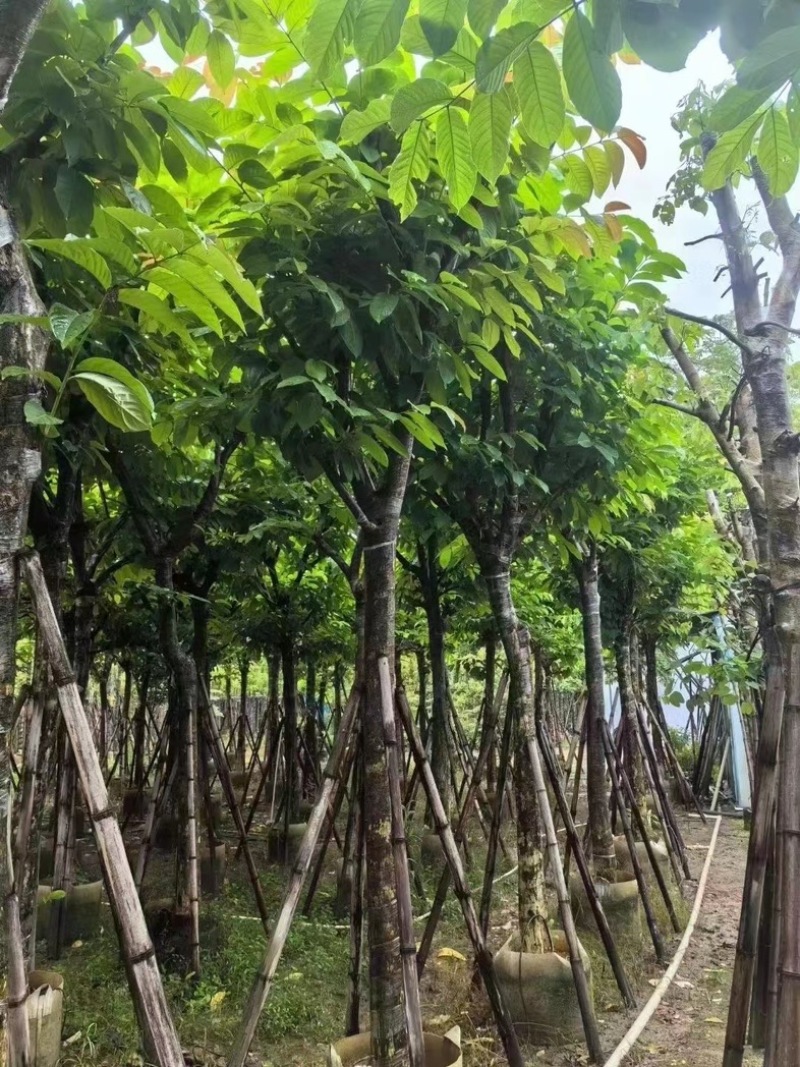 大叶紫薇5～15公分基地直销规格齐全质量保证