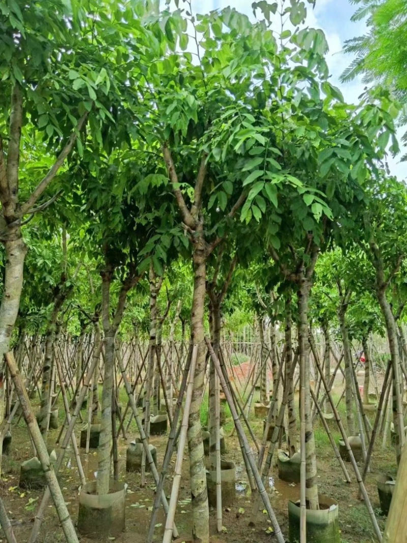 腊肠树5～15公分产地直发规格齐全质量保证