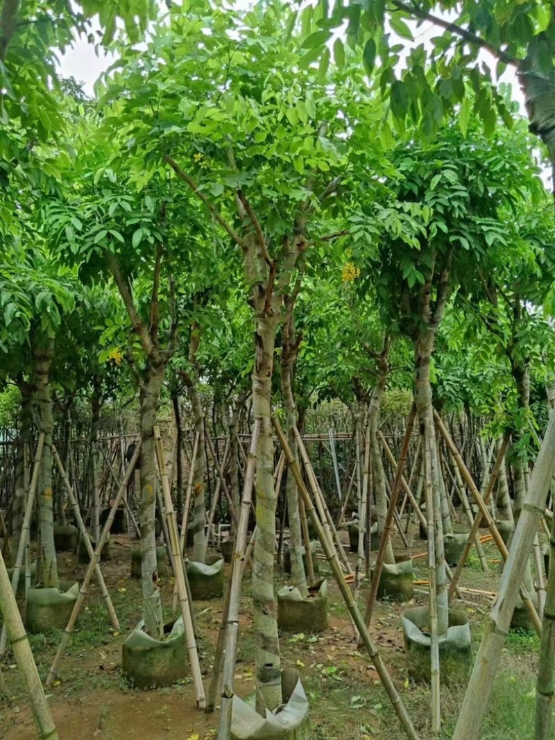 腊肠树5～15公分产地直发规格齐全质量保证