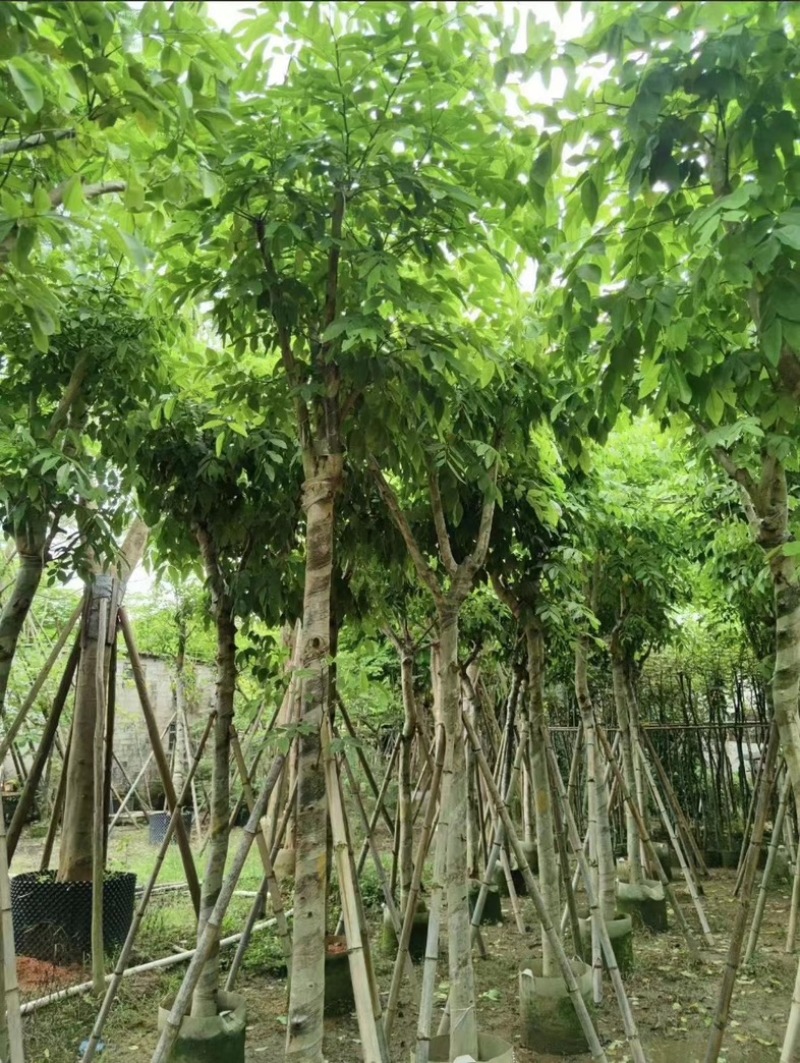 腊肠树5～15公分产地直发规格齐全质量保证