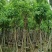 腊肠树5～15公分产地直发规格齐全质量保证