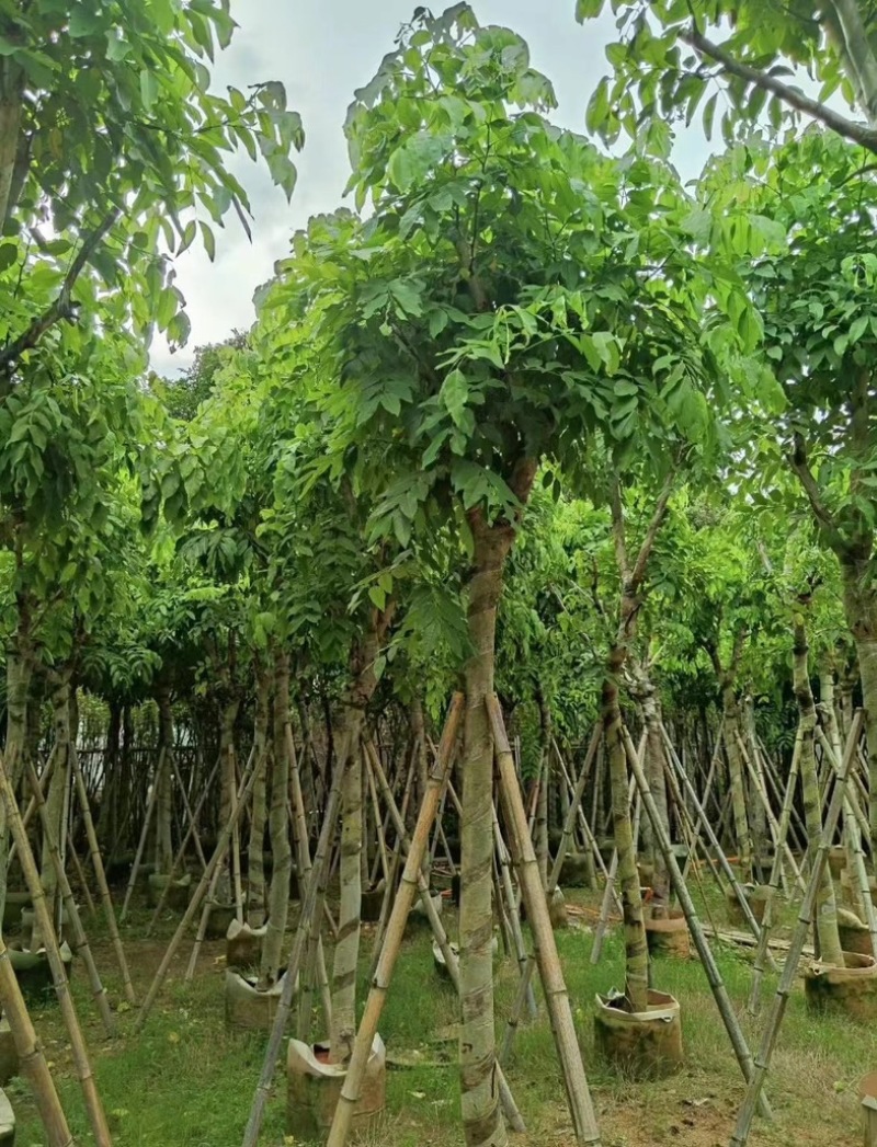 腊肠树5～15公分产地直发规格齐全质量保证