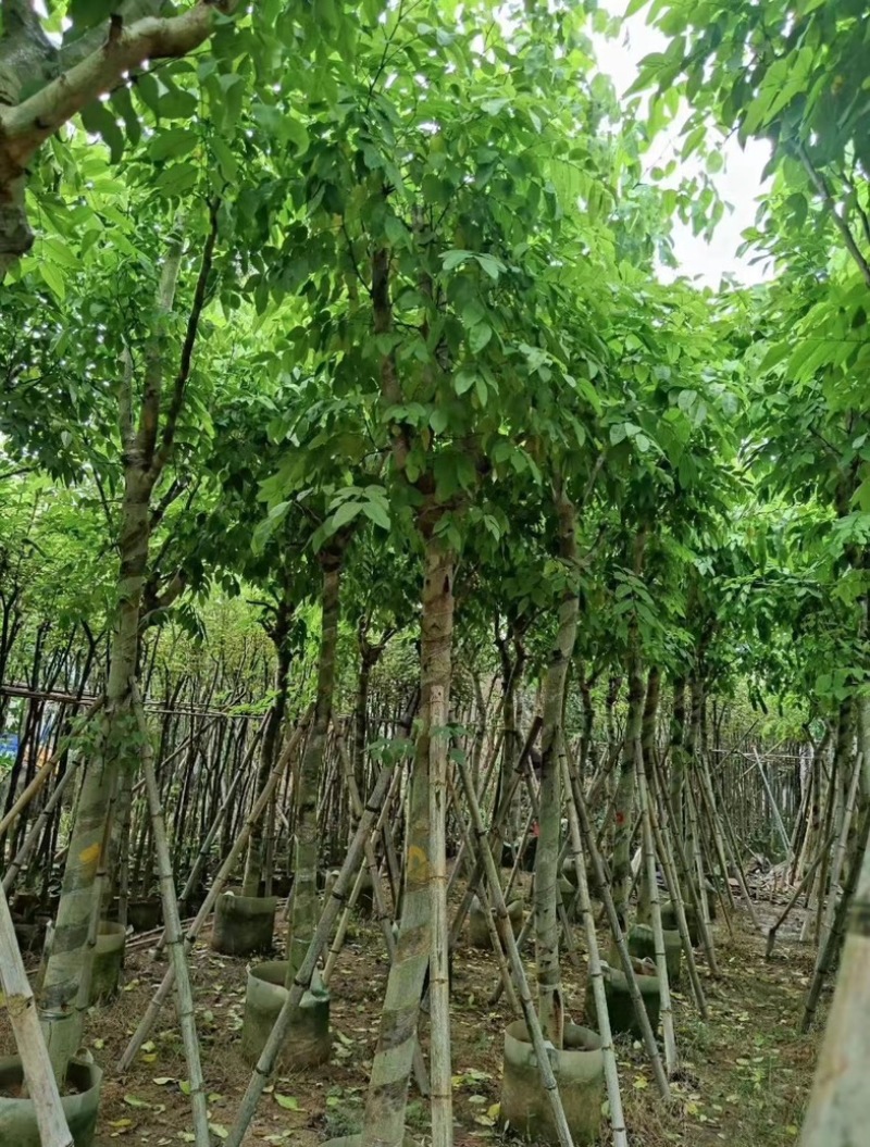 腊肠树5～15公分产地直发规格齐全质量保证
