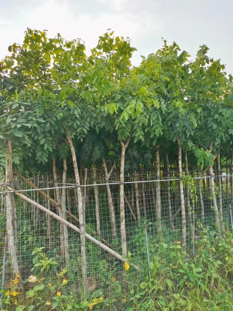 腊肠树5～15公分产地直发规格齐全质量保证