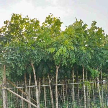 腊肠树5～15公分产地直发规格齐全质量保证