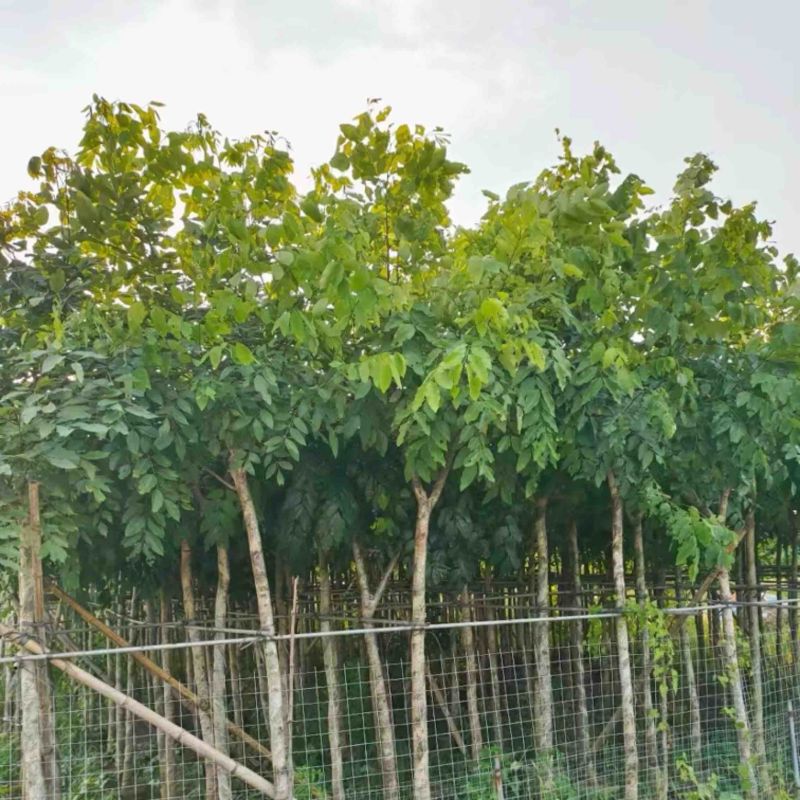 腊肠树5～15公分产地直发规格齐全质量保证
