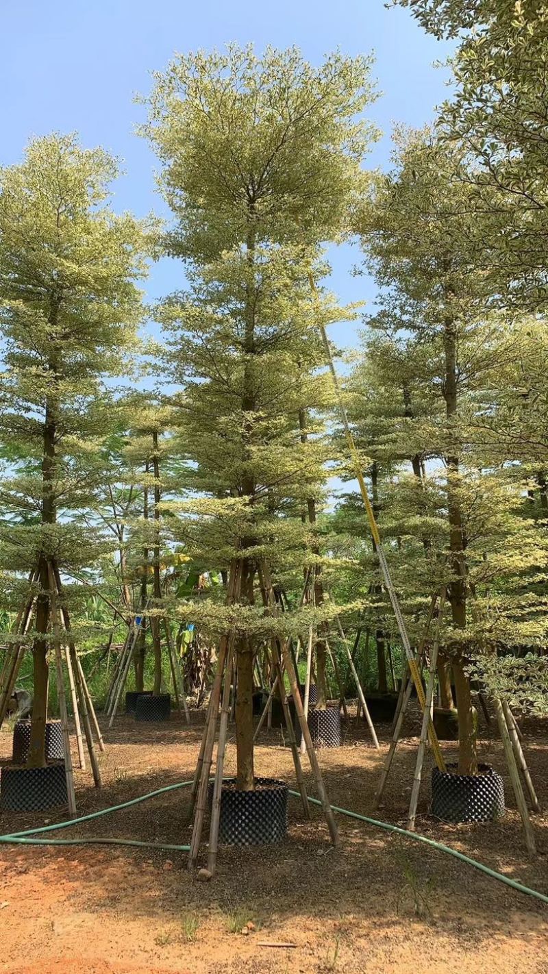 光杆锦叶榄仁树10～15公分产地直发规格齐全质量保证