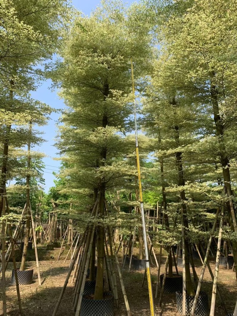光杆锦叶榄仁树10～15公分产地直发规格齐全质量保证