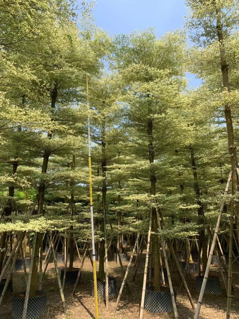 光杆锦叶榄仁树10～15公分产地直发规格齐全质量保证