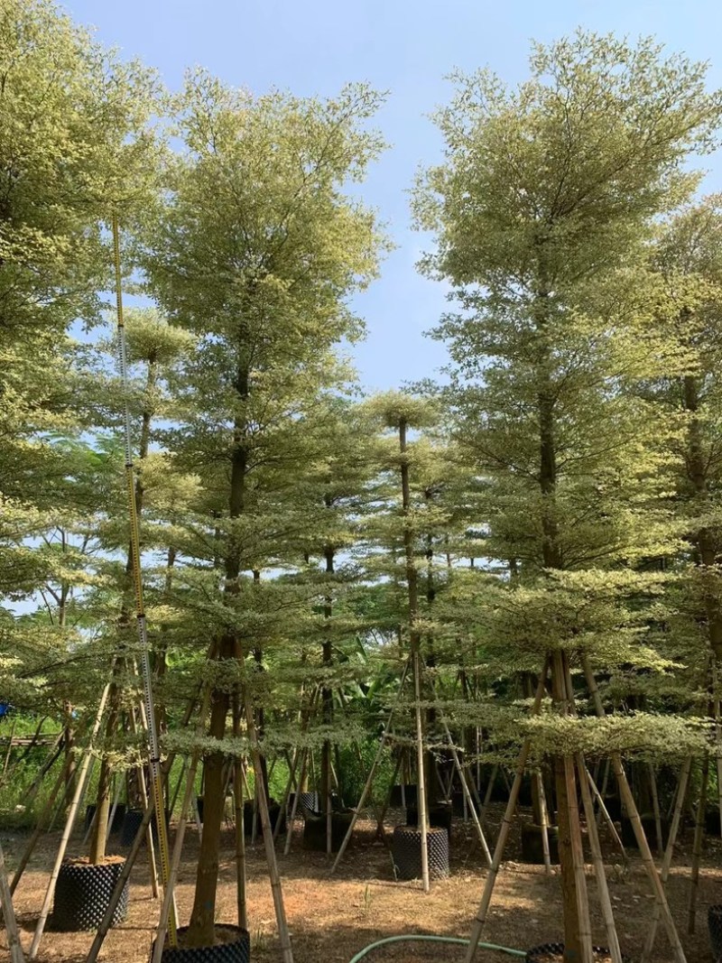 光杆锦叶榄仁树10～15公分产地直发规格齐全质量保证