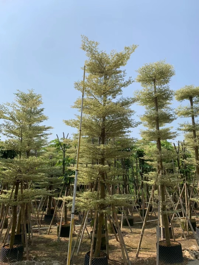 光杆锦叶榄仁树10～15公分产地直发规格齐全质量保证