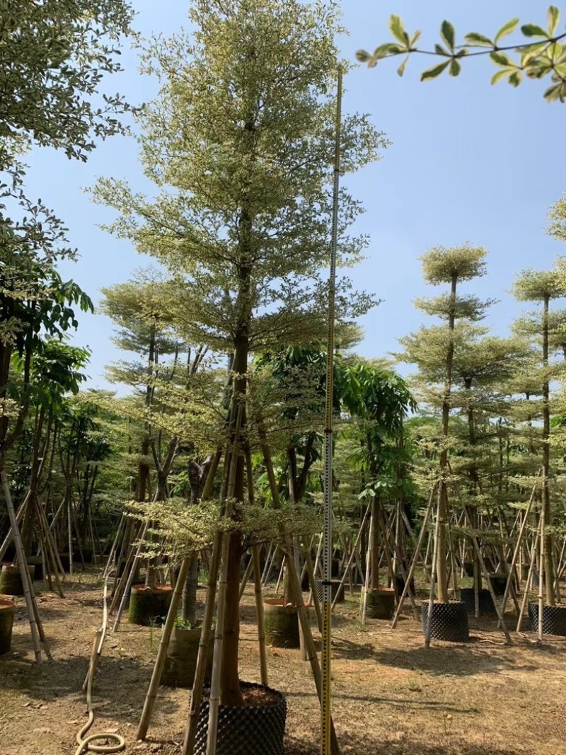 光杆锦叶榄仁树10～15公分产地直发规格齐全质量保证