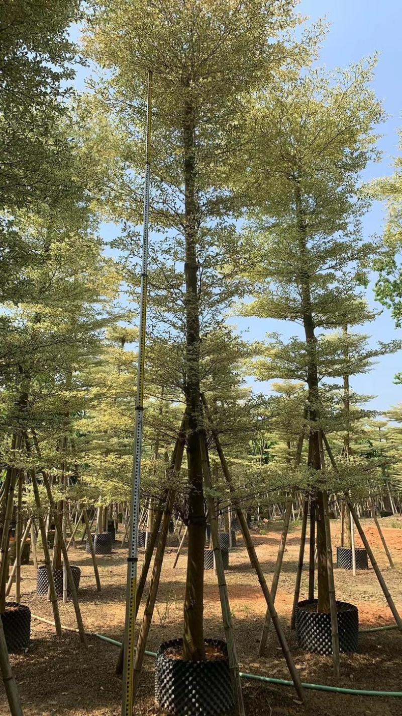 光杆锦叶榄仁树10～15公分产地直发规格齐全质量保证