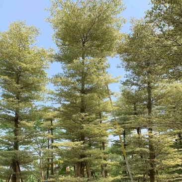 光杆锦叶榄仁树10～15公分产地直发规格齐全质量保证