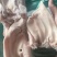猪耳朵