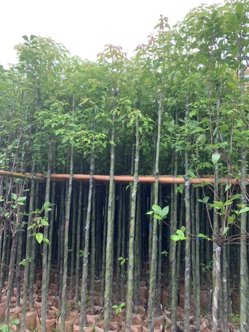 光杆香樟5～15公分产地直发规格齐全质量保证