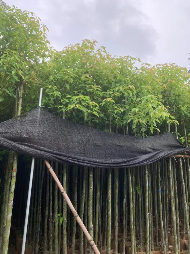 光杆香樟5～15公分产地直发规格齐全质量保证