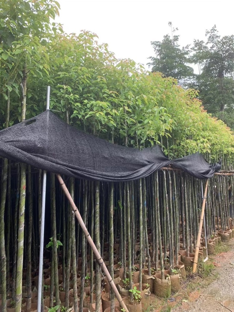 光杆香樟5～15公分产地直发规格齐全质量保证