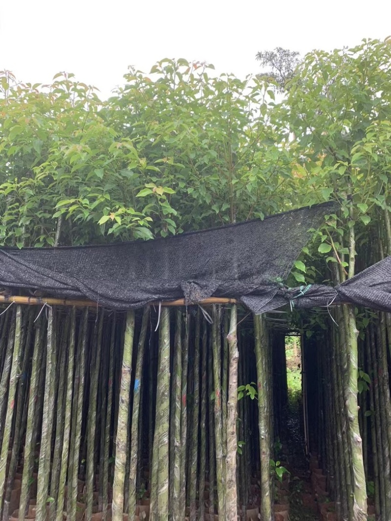 光杆香樟5～15公分产地直发规格齐全质量保证