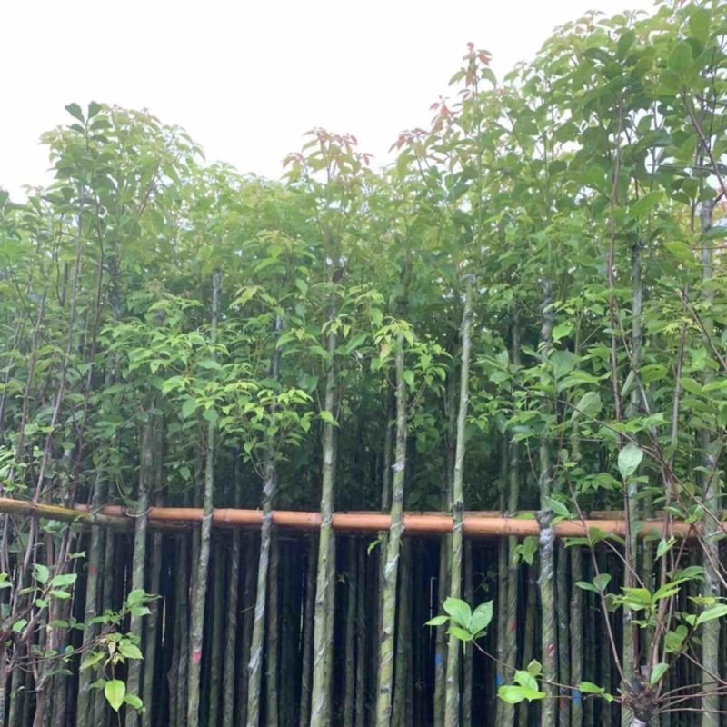 光杆香樟5～15公分产地直发规格齐全质量保证