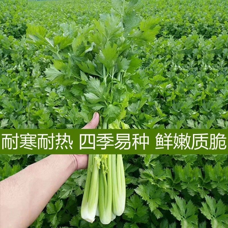砀山芹菜，西芹产地直发，保质保量，欢迎订购量大从优