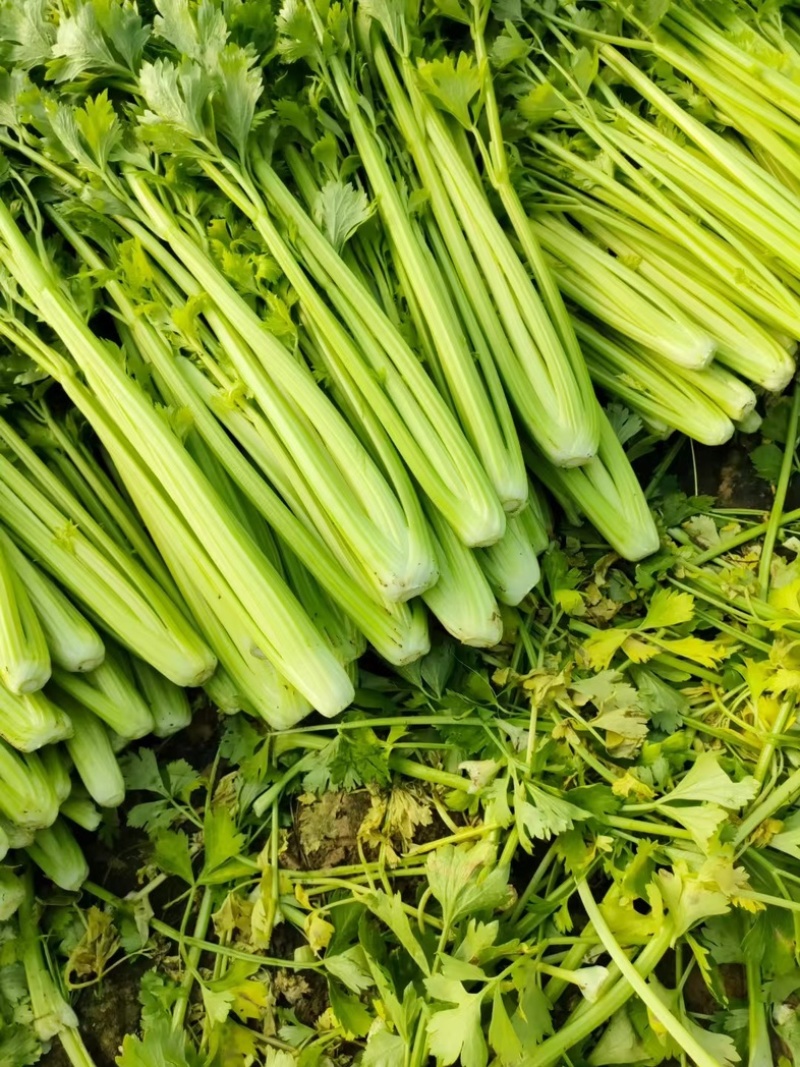 砀山芹菜，西芹产地直发，保质保量，欢迎订购量大从优