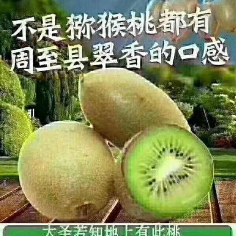 周至翠香猕猴桃香甜自有道，欢迎朋友们前来选购