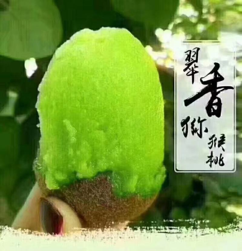 周至翠香猕猴桃香甜自有道，欢迎朋友们前来选购