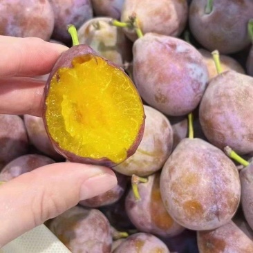 新疆伽师法兰西西梅大量上市品质保证一手货源量大从优