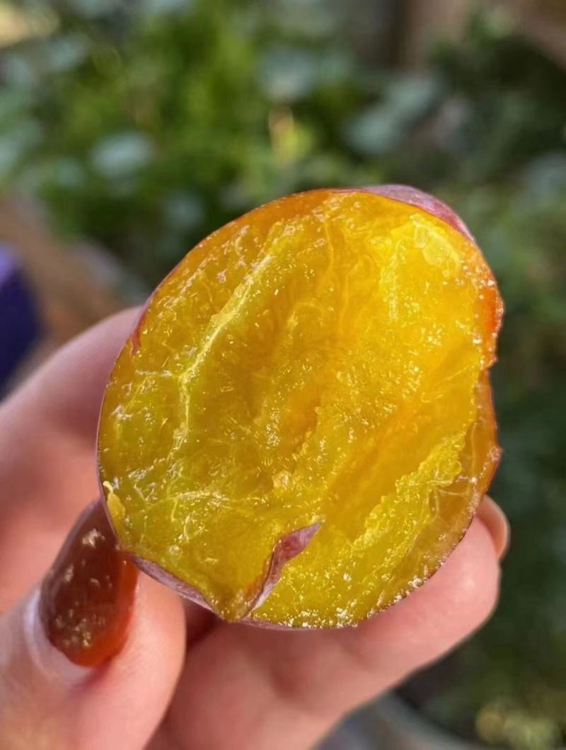 新疆伽师法兰西西梅大量上市品质保证一手货源量大从优