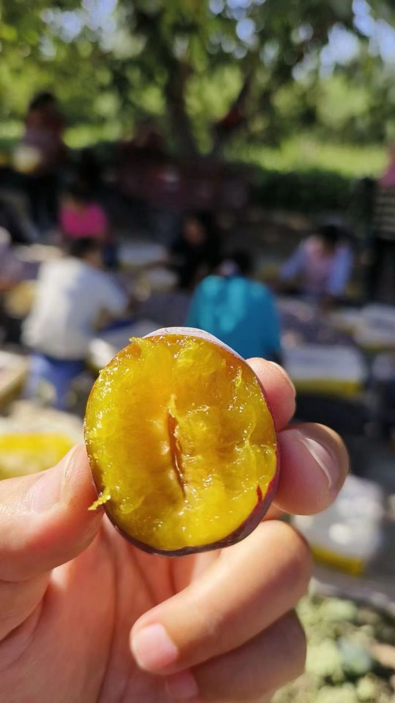 新疆伽师法兰西西梅大量上市品质保证一手货源量大从优