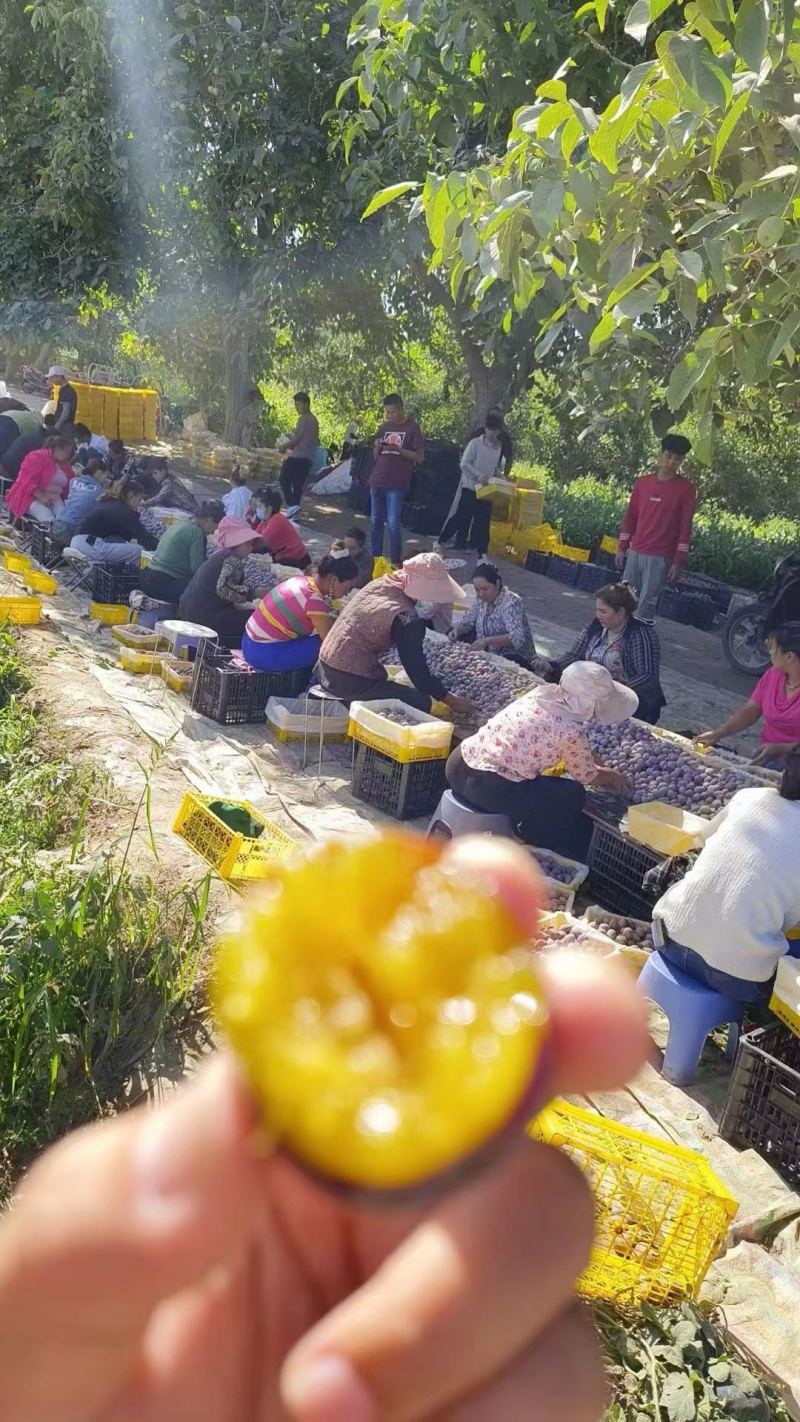 新疆伽师法兰西西梅大量上市品质保证一手货源量大从优