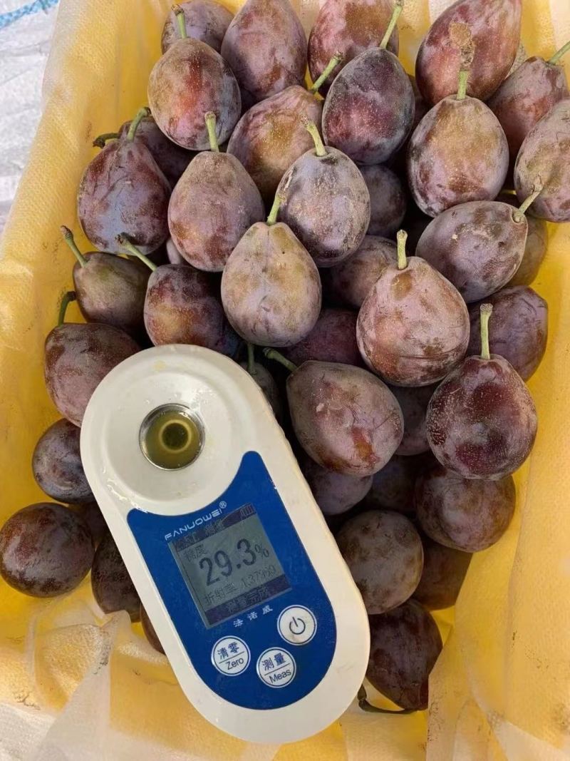 精品法兰西梅大量上市品质保证量大从优一手货源欢迎联系