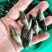 鳜鱼苗【保质保量】属高端鱼苗养殖基地直发