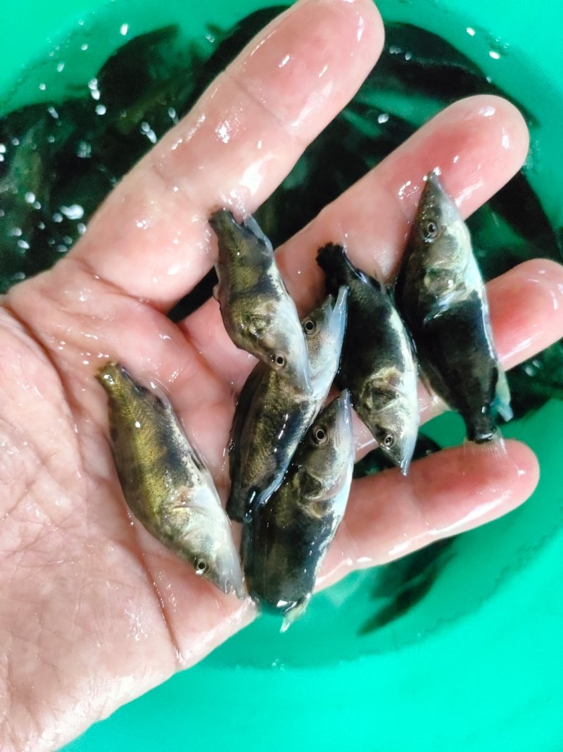 鳜鱼苗【保质保量】属高端鱼苗养殖基地直发
