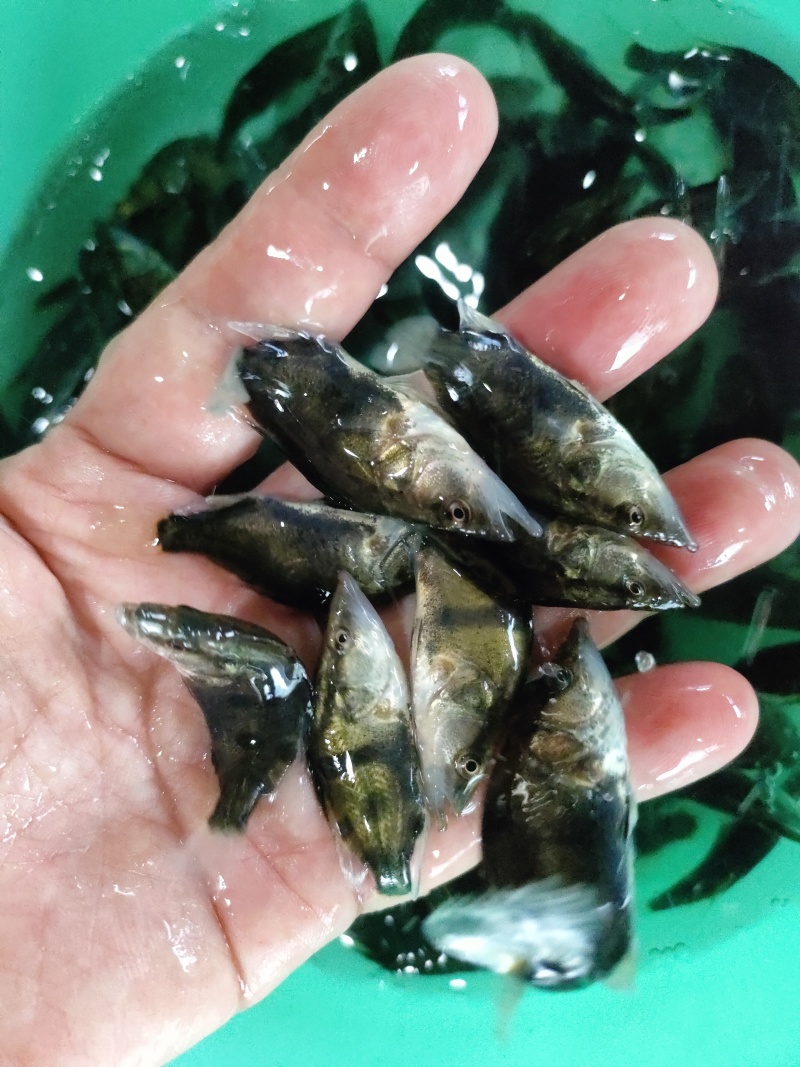 鳜鱼苗【保质保量】属高端鱼苗养殖基地直发