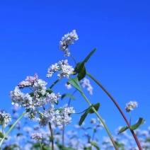 甘肃红花荞麦