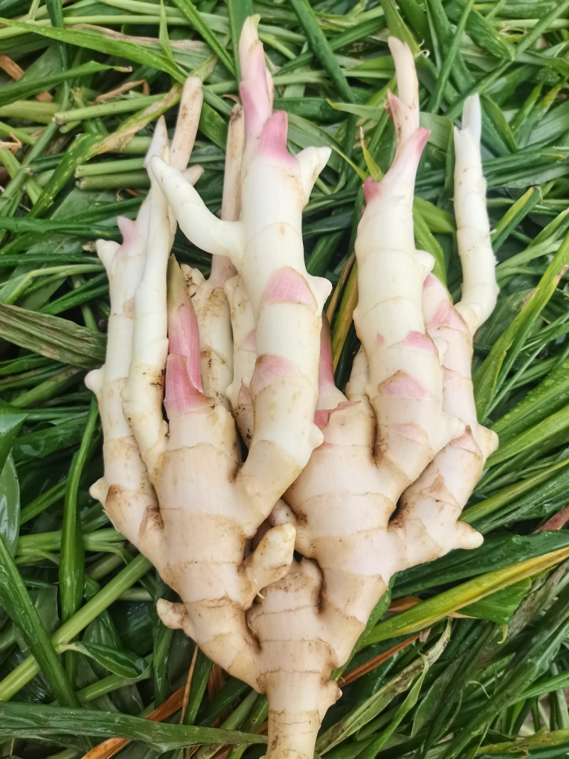 广西仔姜，嫩姜，靓货