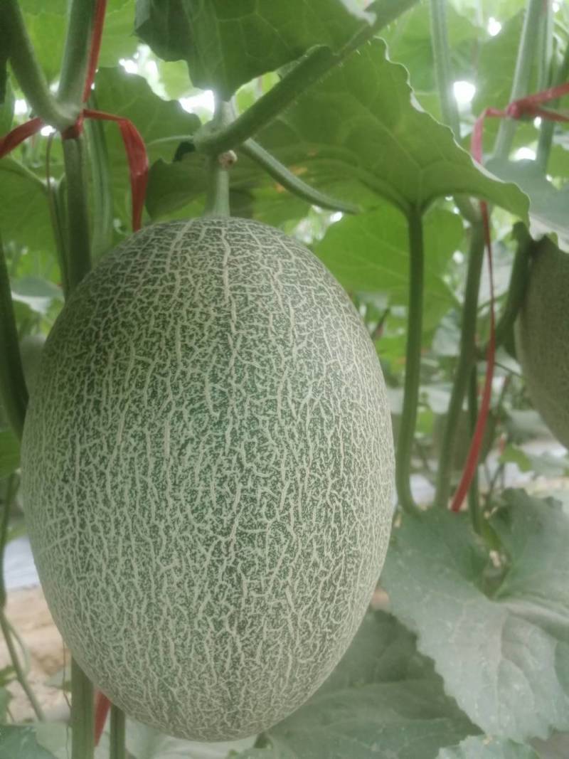 哈密瓜甘肃玉门原产地蜜瓜口感好玉门种植面积5000亩