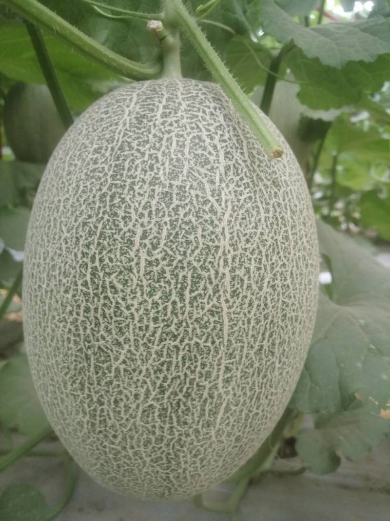 哈密瓜甘肃玉门原产地蜜瓜口感好玉门种植面积5000亩