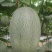 哈密瓜甘肃玉门原产地蜜瓜口感好玉门种植面积5000亩