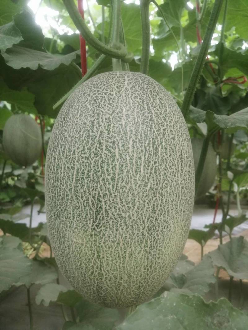 哈密瓜甘肃玉门原产地蜜瓜口感好玉门种植面积5000亩