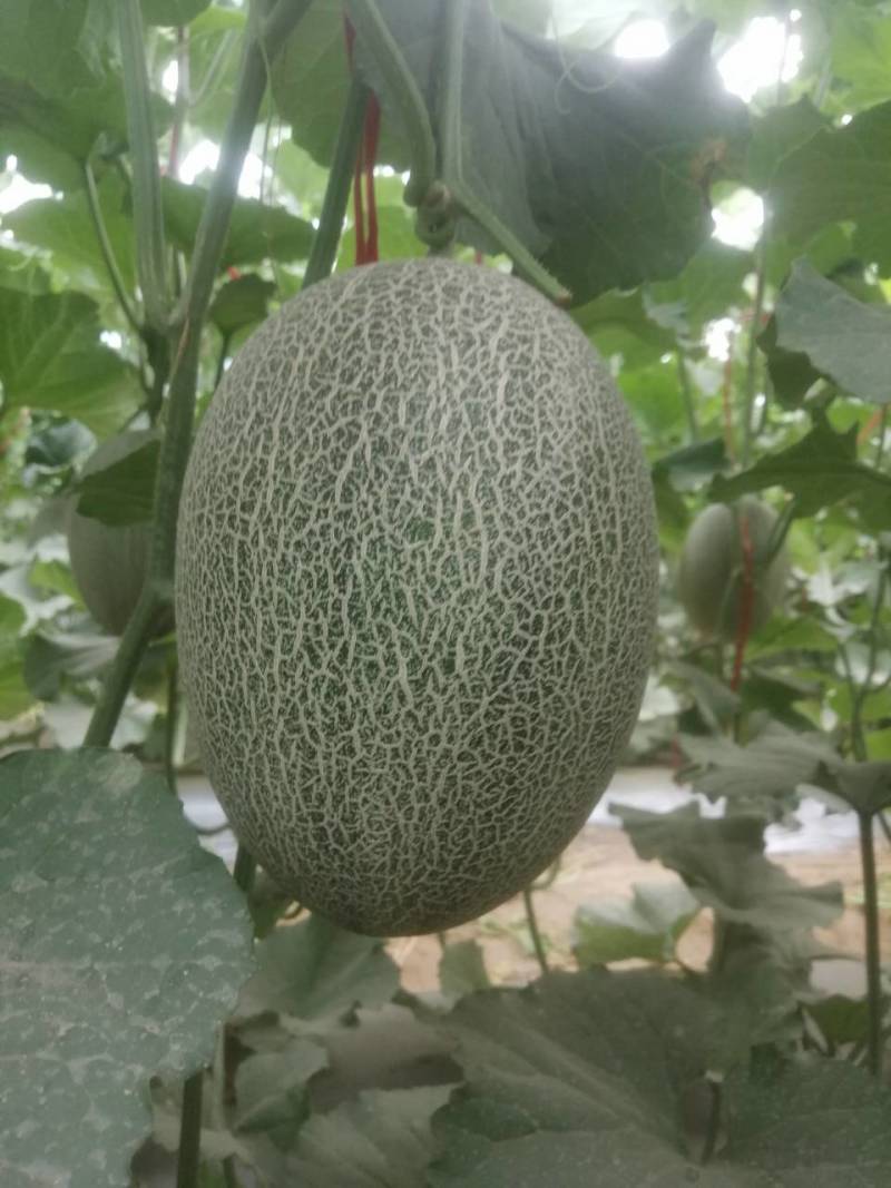 哈密瓜甘肃玉门原产地蜜瓜口感好玉门种植面积5000亩