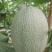 哈密瓜甘肃玉门原产地蜜瓜口感好玉门种植面积5000亩