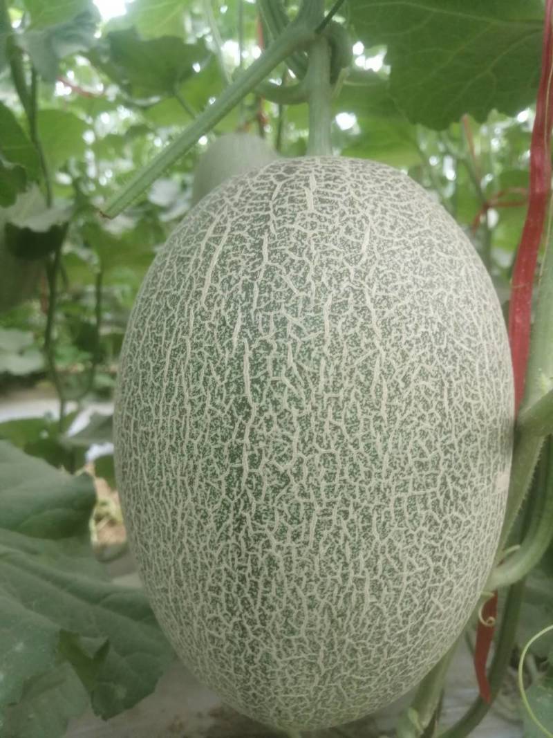 哈密瓜甘肃玉门原产地蜜瓜口感好玉门种植面积5000亩